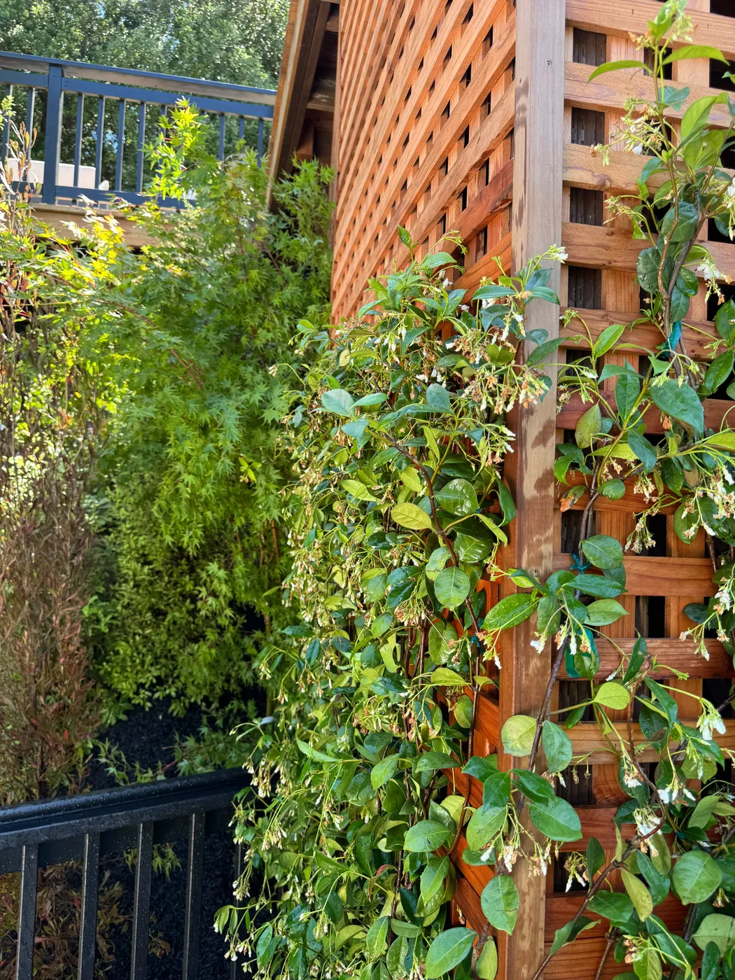 San Judas Landscape project in Petaluma, CA (15)