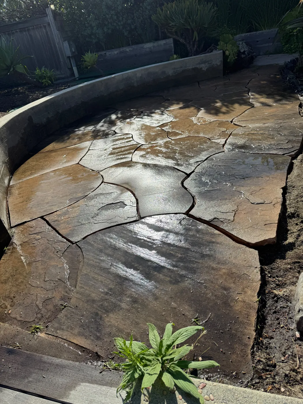 San Judas Landscape project in Petaluma, CA (24)
