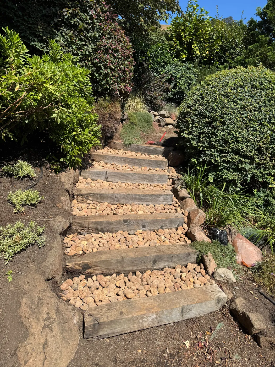 San Judas Landscape project in Petaluma, CA (26)