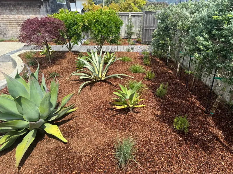 Landscape design and planting by San Judas Landscape in Petaluma, CA