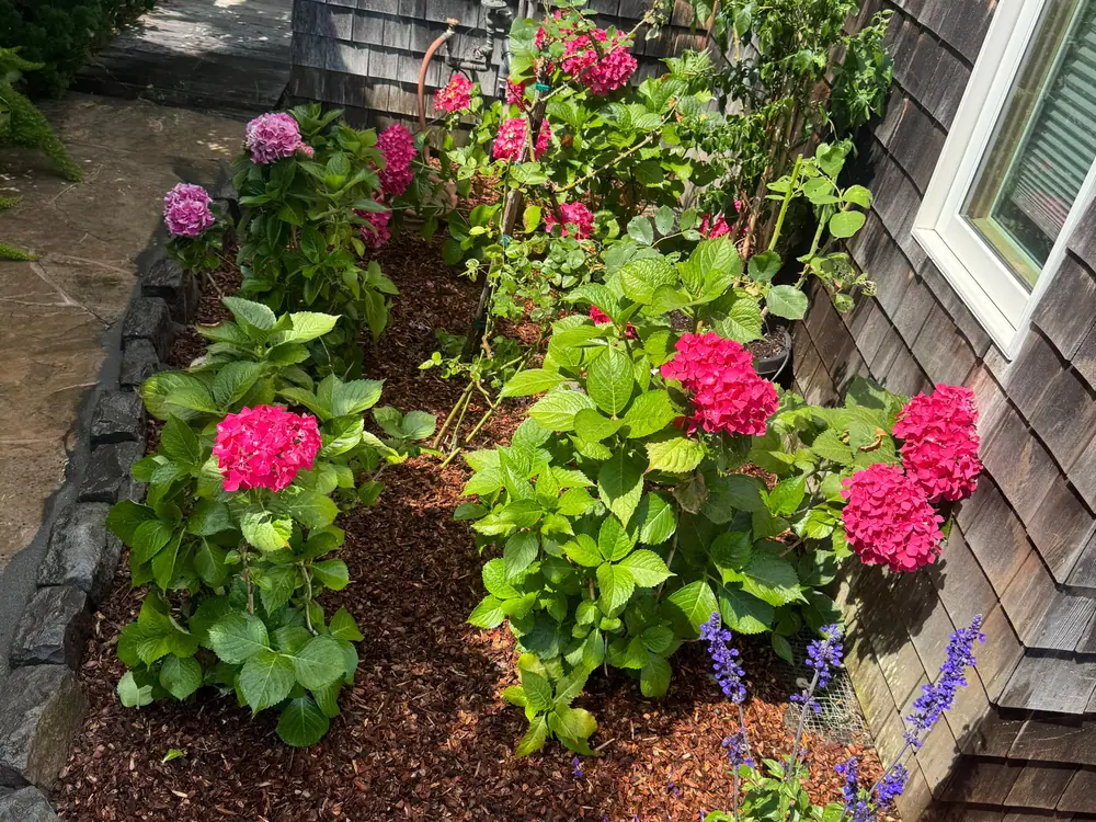 Landscape Design in Petaluma, CA